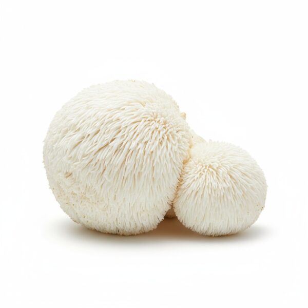 Organic Lions Mane Mushroom